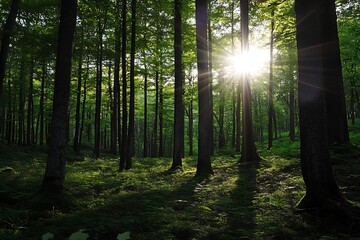 Obraz premium Sun shining through trees in dense green forest. Tranquil woodland scenery, nature background, summer morning sunlight