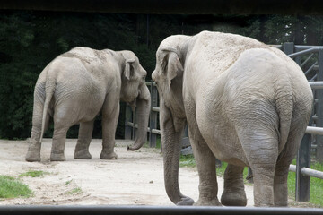 Fototapeta premium Asian elephant not African elephant stand run and fun. Elephant wildlife animal lovely cute and clever. tourist traveling and visit pachyderm family village park. High quality photo