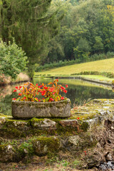 Fleur d'automne au bord de l'eau