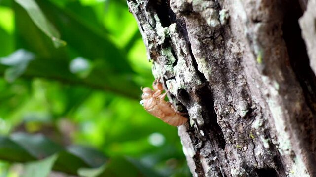 Cicada slough off during summer time skin left on tree natural process 4k