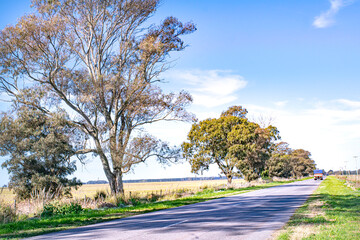 Fototapeta premium A road crossing the pasture field , in Argentin