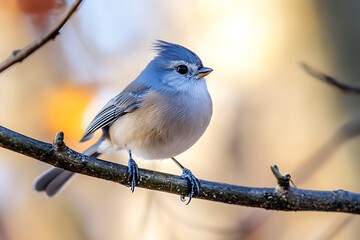 Fototapeta premium Blue gray gnatcatcher bird perched on a branch, close up