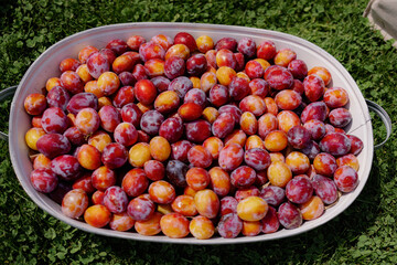 Fresh plums in a bowl on the grass. Harvesting of plums.
