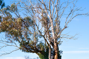 Old tree branches and blue sky