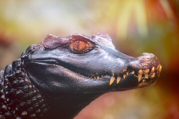 Dwarf caimans are ambush predators, sitting in wait for food to come close to them instead of...