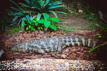 Sao Paulo Zoo