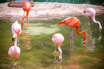 Sao Paulo Zoo