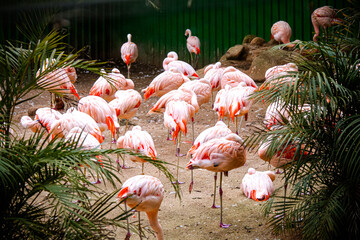 Sao Paulo Zoo