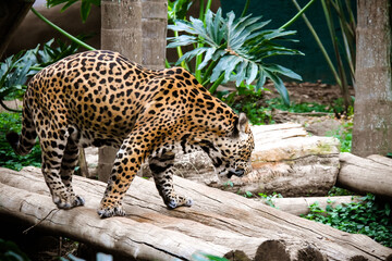 Sao Paulo Zoo