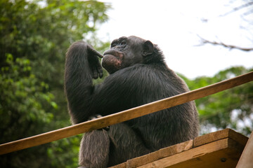 Sao Paulo Zoo