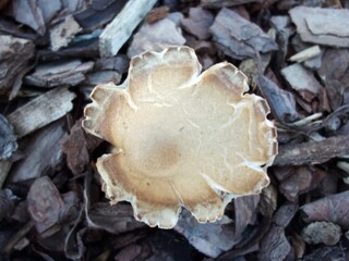 Wild Virginia  Mushroom 