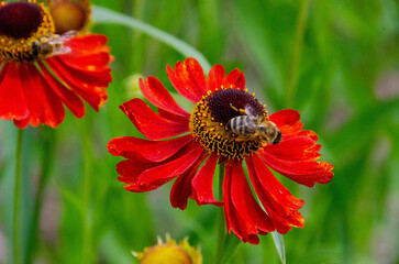 Wetern Honey Bee Apis mellifera on helenium flower