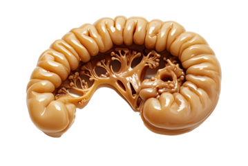 A brown organ with a white background