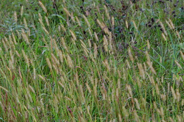 Grass