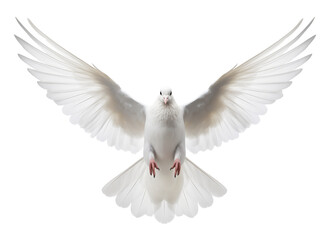 Obraz premium Dove Flying Front View Isolated on Transparent Background PNG 