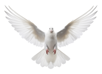Dove Flying Front View Isolated on Transparent Background PNG
