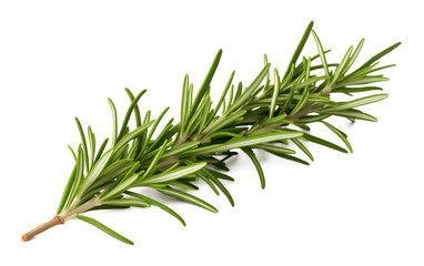 Fototapeta premium Rosemary Isolated on Transparent Background PNG 