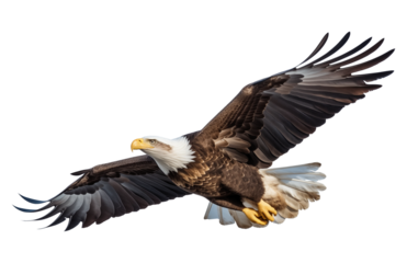 American Bald Eagle Flying Isolated on Transparent Background PNG
