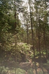 Obraz premium river in the woods
