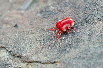 Giant Red Velvet Mite (Dinothrombium magnificum)