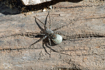 Unidenfied wolf spider with egg sac
