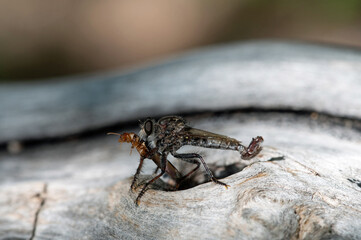 Robber Fly with termite prey