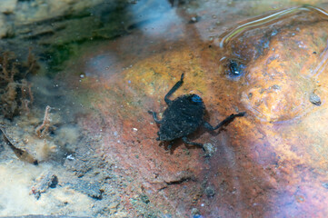Giant Water Bug (Abedus herberti)