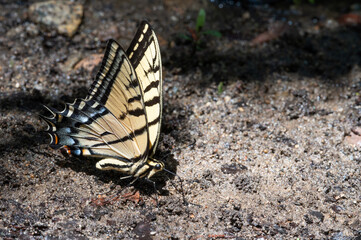 Two-tailed Swallowtail Butterfly (Papilio multicaudata)