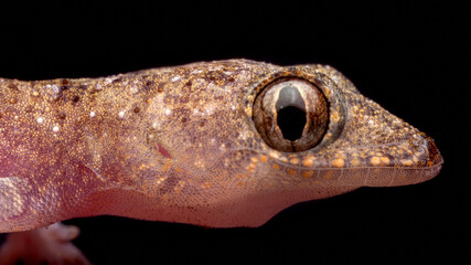 Osga-das-casas Tropical (Hemidactylus mabouia)
