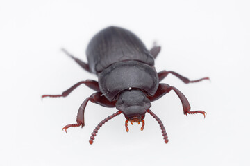 Besouro-da-farinha (Tenebrio molitor)
