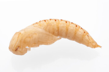 Besouro-da-farinha (Tenebrio molitor)