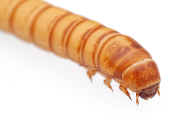 Besouro-da-farinha (Tenebrio molitor)