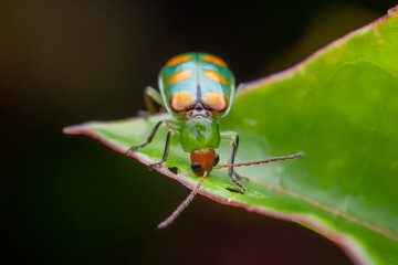 Leaf beetle (Diabrotica speciosa)
