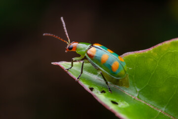 Leaf beetle (Diabrotica speciosa)