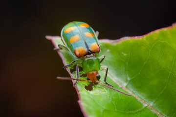 Naklejka premium Leaf beetle (Diabrotica speciosa)