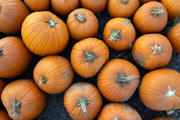 Large orange pumpkins on the ground at a farm