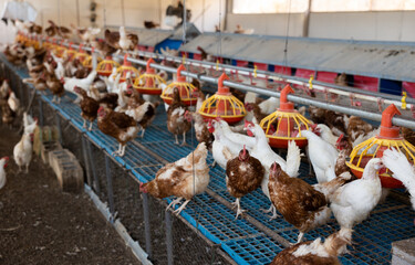 View of laying hens in farm poultry house equipped with grain feeding troughs for birds ..