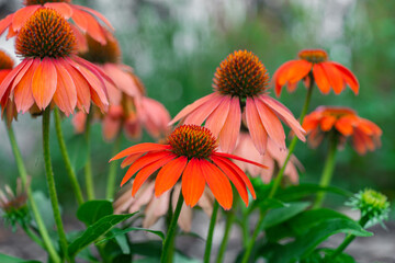 Echinacea purpurea flowers.Echinacea blooms in orange and red tones in a summer garden.Medicinal flowers and herbs. alternative homeopathy.Growing Echinacea and Garden Design 
