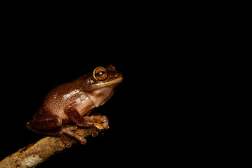 A Frog roarchestas ponmudi on a perch, macro pic at munnar