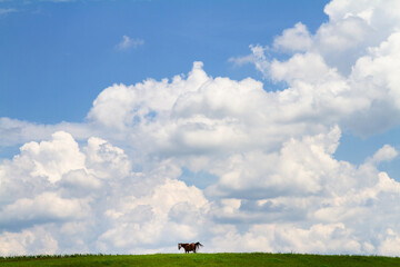 Horse silhouetted against the sky in the summer; horse grazing on top of a green hill against big sky with clouds