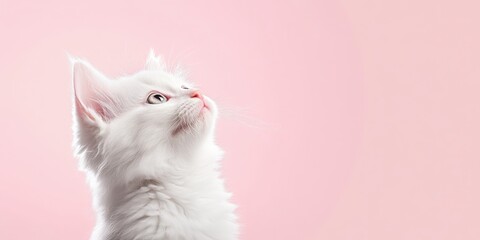 Advertising Banner with Cute White Kitten on Pink Background | Pet Adoption and Awareness Concept