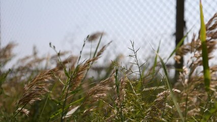 The wind sways the green reeds