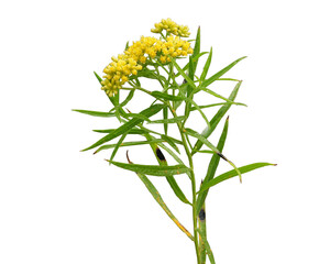 Euthamia graminifolia - Grass-leaved Goldenrod Native North American Wildflower Isolated on White