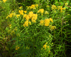 Euthamia graminifolia - Grass-leaved Goldenrod Native North American Wildflower