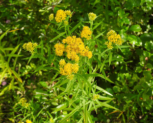 Euthamia graminifolia - Grass-leaved Goldenrod Native North American Wildflower
