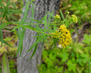 Euthamia graminifolia - Grass-leaved Goldenrod Native North American Wildflower