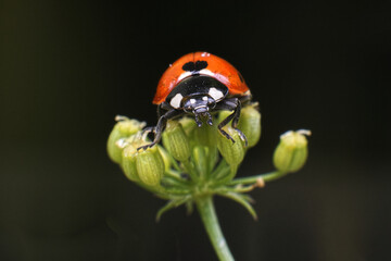 Tiny Traveler.
A close-up of a delicate ladybug perched on a green plant, basking in nature’s simple beauty.
