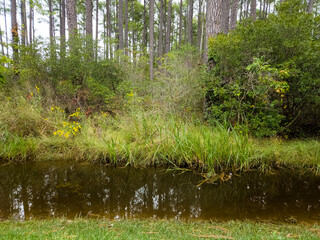 Swamp marshland with creek and trees