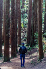 Fototapeta premium Man on Hiking trail in the redwoods at Whakarewarewa Forest, Rotorua, Bay of Plenty, New Zealand.