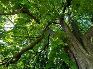 Fototapeta premium Beautiful chestnut tree with lush green leaves growing in botanical garden, low angle view
